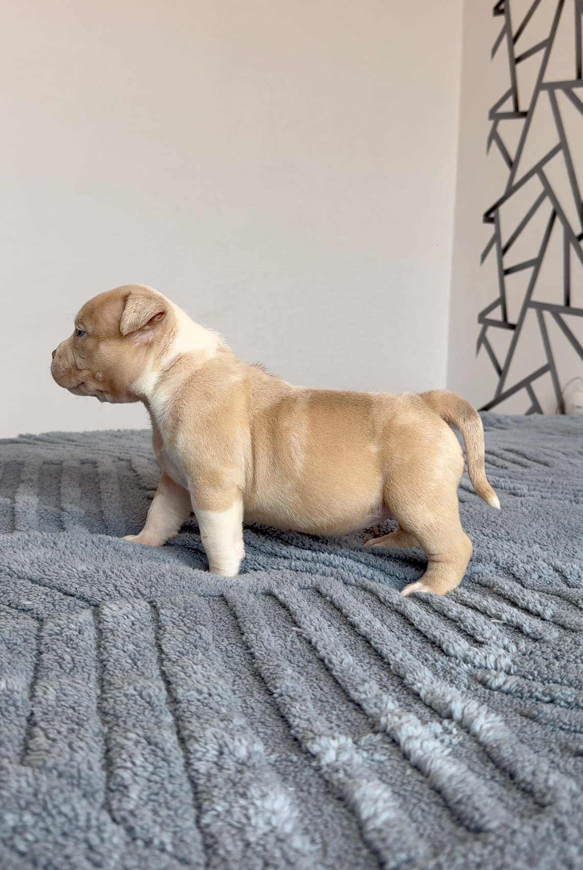 Свободные щенки Американский Булли, в типах покет, классик, стандарт. Американский Булли в г. Ростов-на-Дону. Питомник THE POWER OF SIBERIA