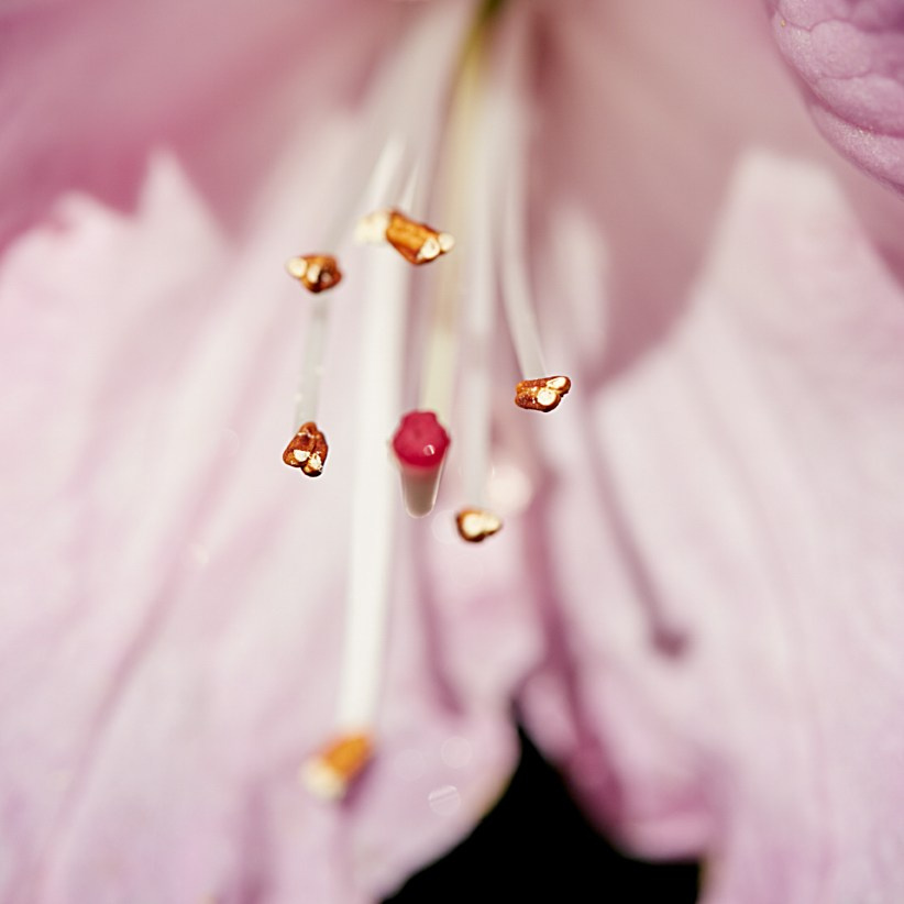 Коллекция «ПРИКОСНОВЕНИЕ». Лена Сми интерьерный и портретный фотограф. Москва и Санкт-Петербург