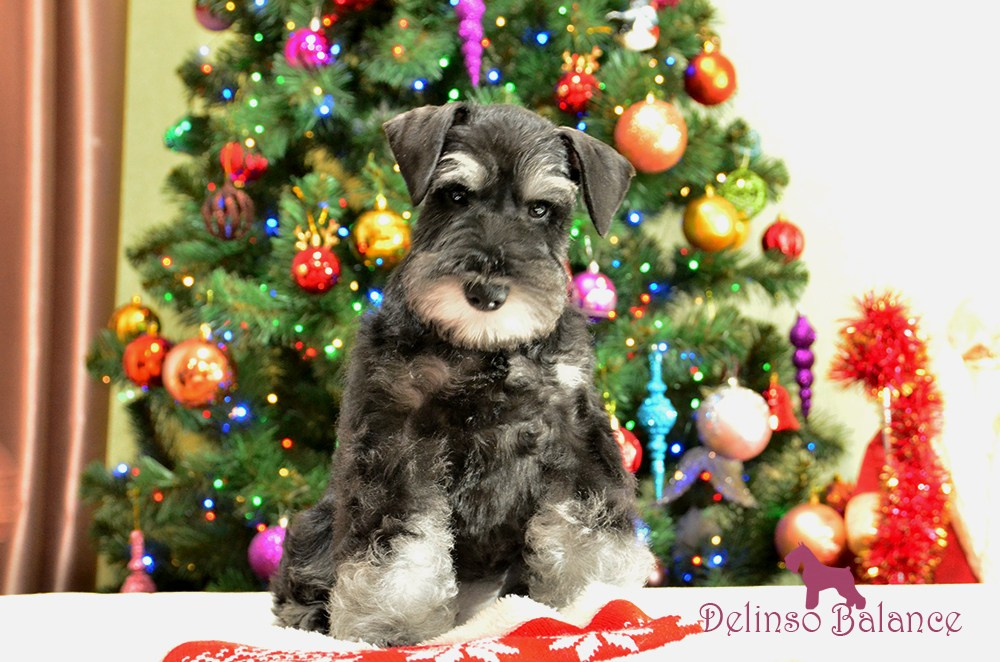 Litter «UY» 10.10.2025. Питомник цвергшнауцеров в Беларуси «Делинсо Бэлэнс»