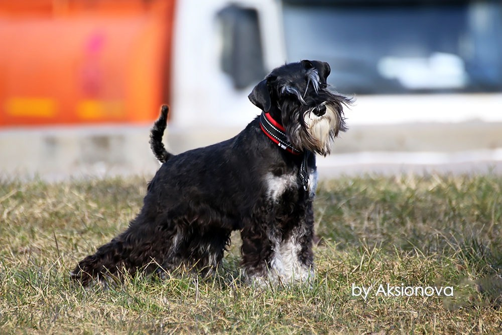 Питомник Делинсо Бэлэнс, щенки цвергшнауцера, купить щенка цвергшнауцера, питомник цвергшнауцеров, кобель цвергшнауцера для вязки, щенок цвергшнауцера, питомник цвергшнауцеров, черный с серебром, цверг, лучший питомник в беларуси