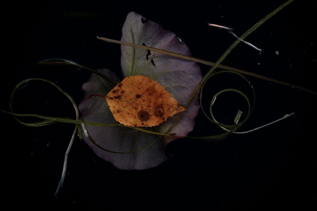 Архангельская область. Фотограф Евгений Андреев