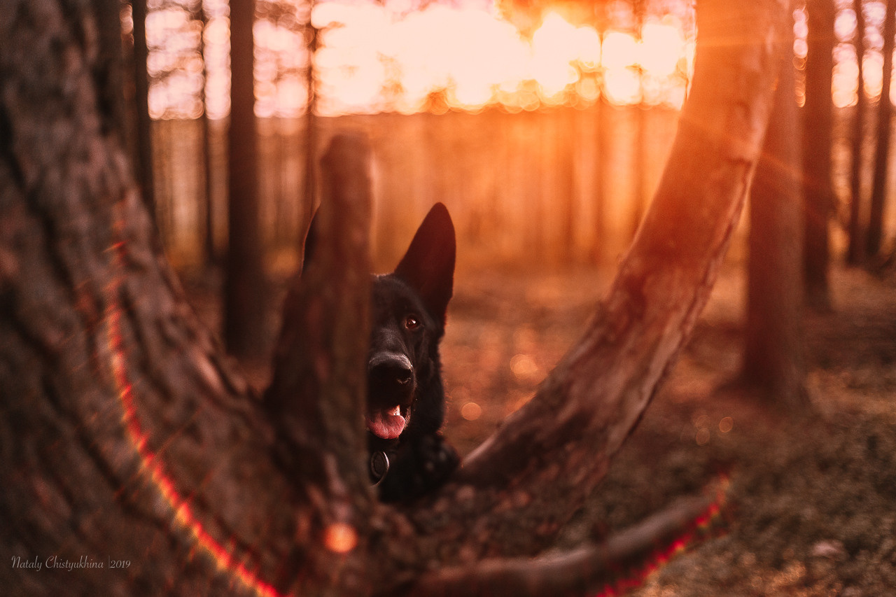 Эко-тропа Сестрорецкое болото. Фотограф-анималист Наталия Чистюхина в г. Сосновый Бор и ЛО