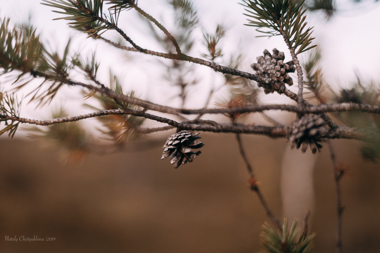 Эко-тропа Сестрорецкое болото. Фотограф-анималист Наталия Чистюхина в г. Сосновый Бор и ЛО