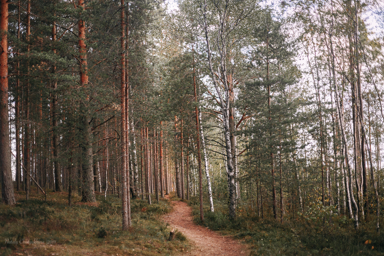 Эко-тропа Сестрорецкое болото. Фотограф-анималист Наталия Чистюхина в г. Сосновый Бор и ЛО