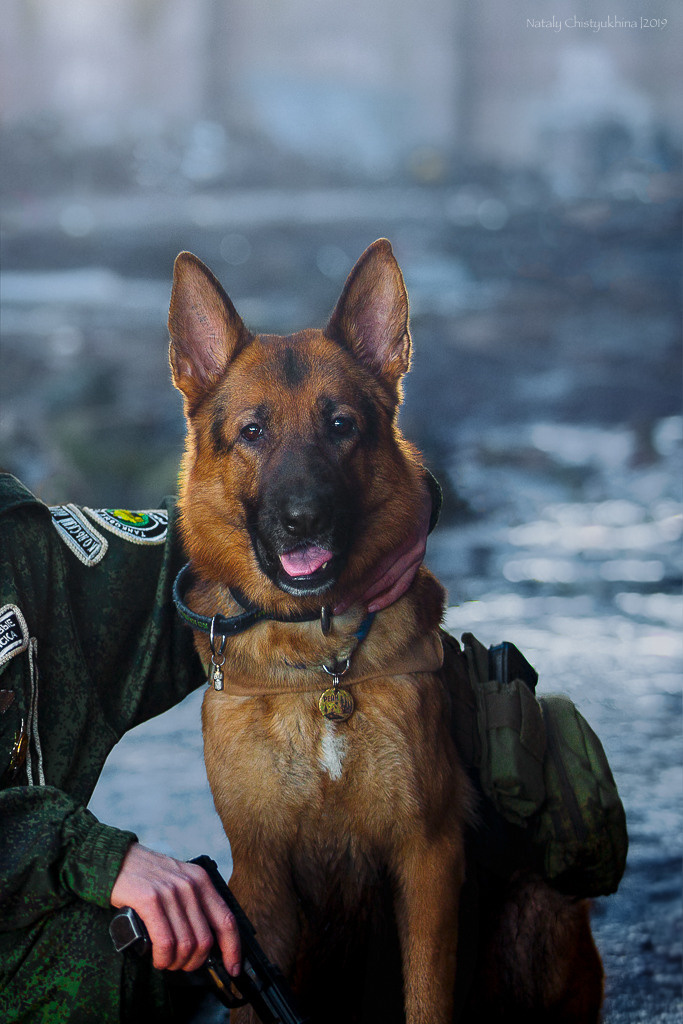 Боевая овчарка Рейн. Фотограф-анималист Наталия Чистюхина в г. Сосновый Бор и ЛО