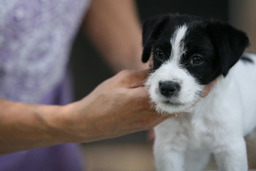 CANE MAESTRO RONDO. CANE MAESTRO — kennel Jack Russell Terrier