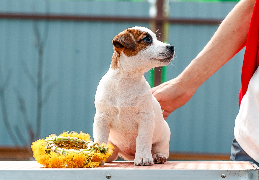 Джек рассел терьер. Гладкошерстная девочка Джек рассел терьер. У нас есть щенки на продажу. Классический окрас. Ровная маска. Джек рассел терьер. Щенки купить в Москве.