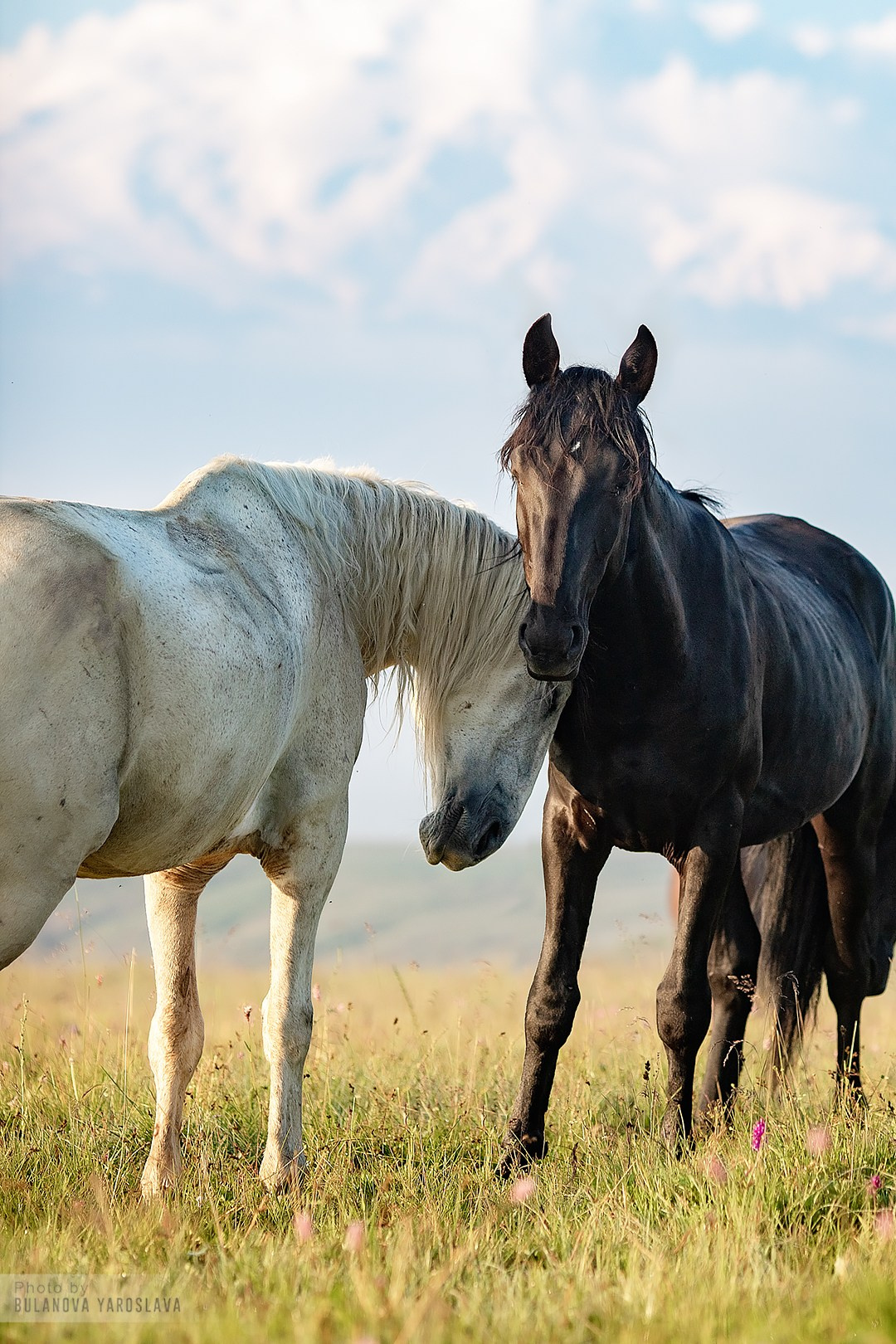 Карачаево-Черкесия '23. BrisArts