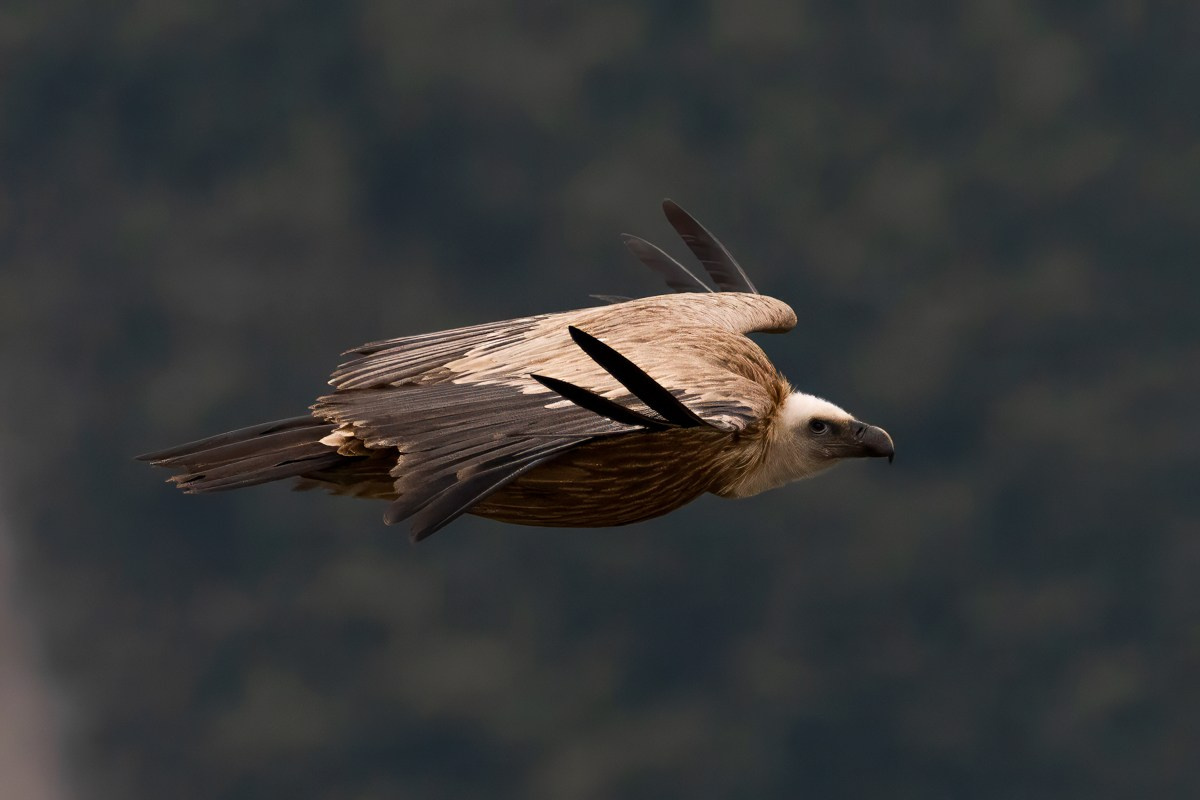 Птицы. Photomantis