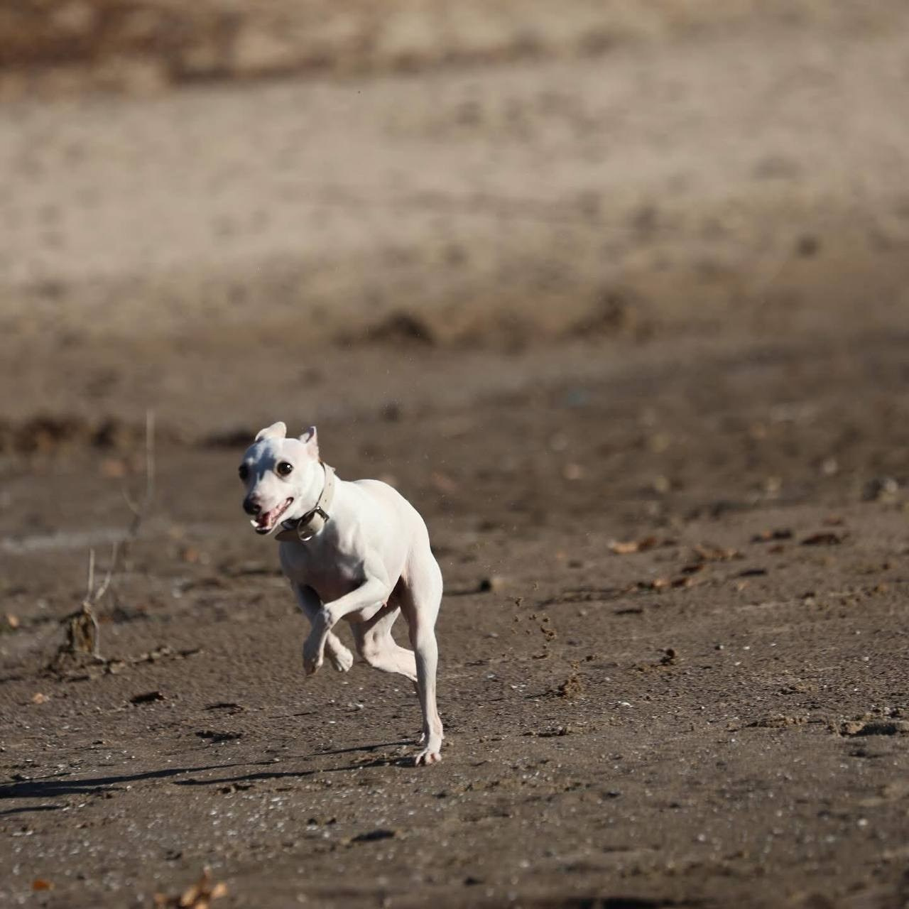 Белые девочки. Профессиональный питомник левреток РКФ/FCI ASTI SAPPHIRE 💎 Сочи|Санкт-Петербург