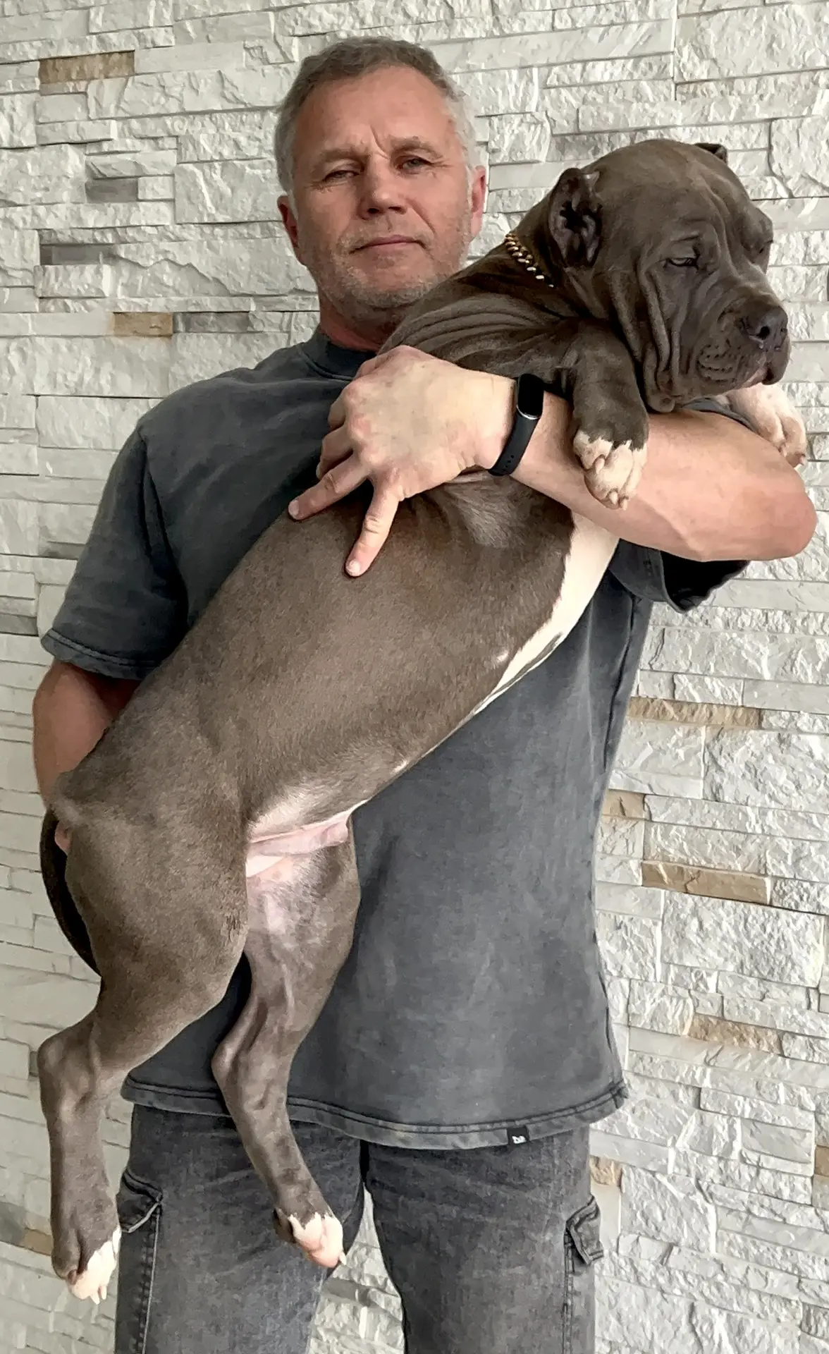 Hunter&Queenie, 10.09.25. Американские булли XL в г. Калининград. Питомник Great Bully UNIVERSE