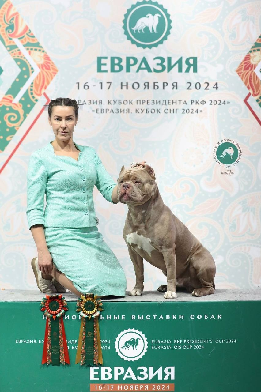 Участие в выставках. Американские булли XL в г. Калининград. Питомник Great Bully UNIVERSE