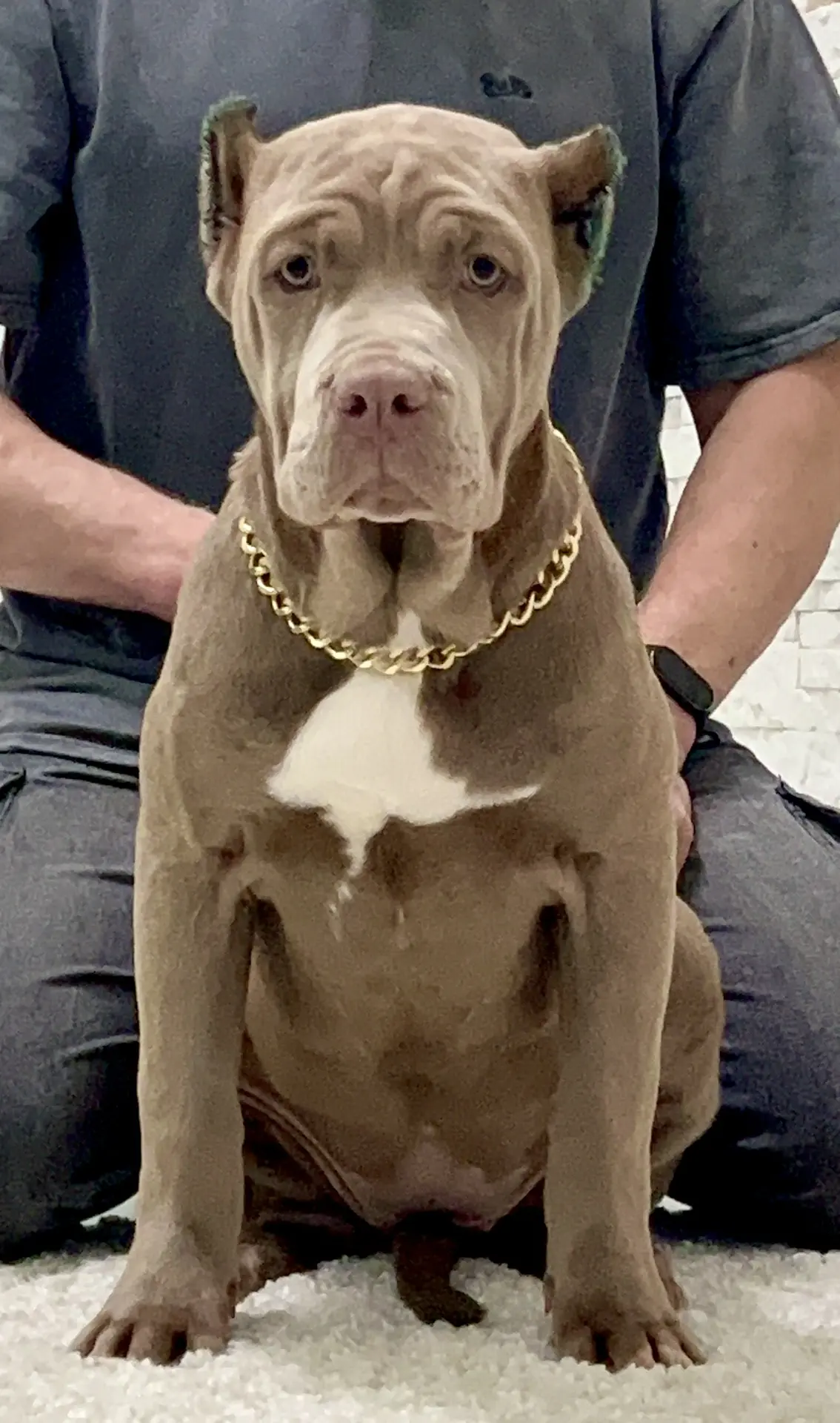 Все свободные щенки. Американские булли XL в г. Калининград. Питомник Great Bully UNIVERSE