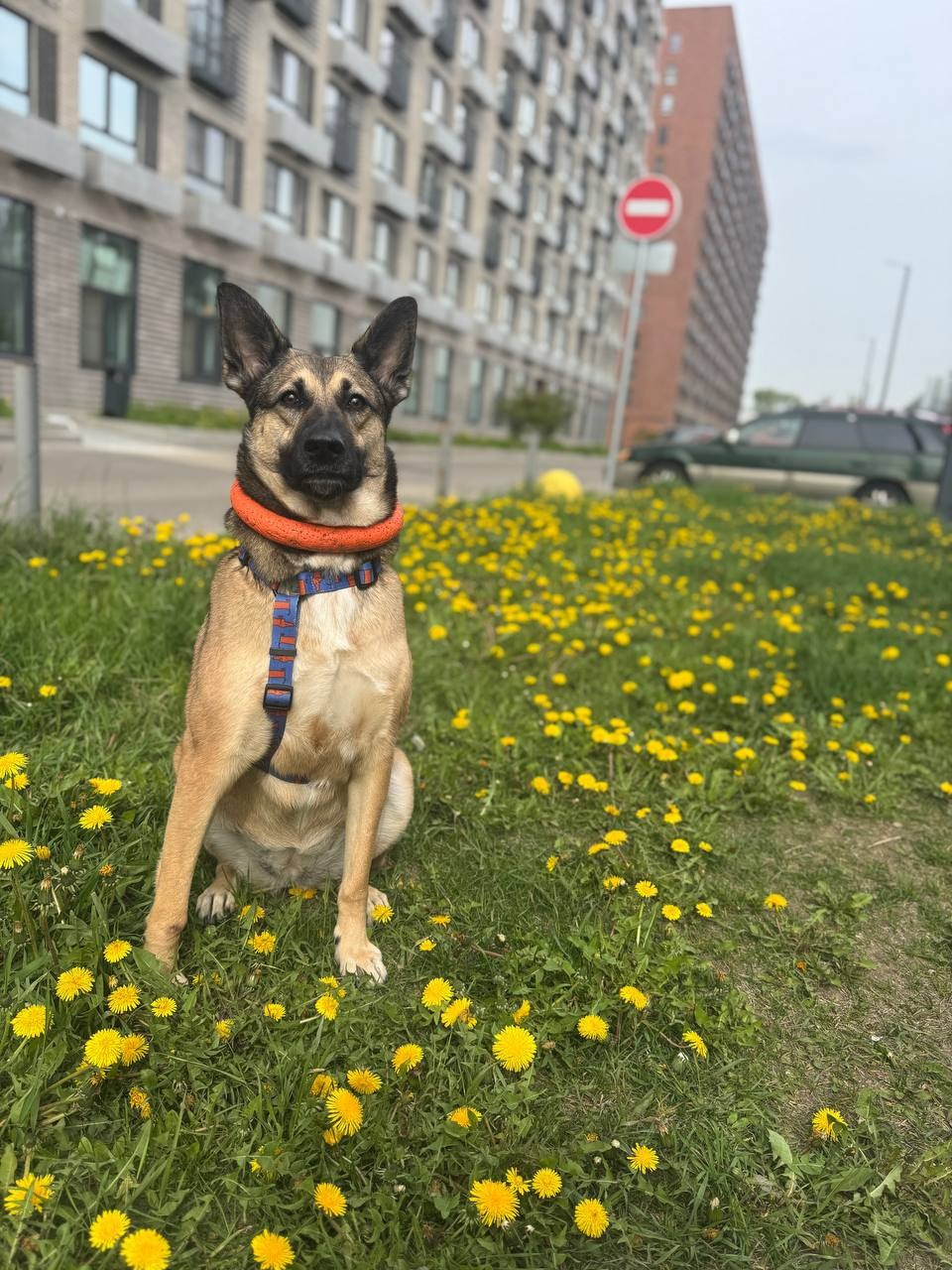 Уже дома. Забери домой друга