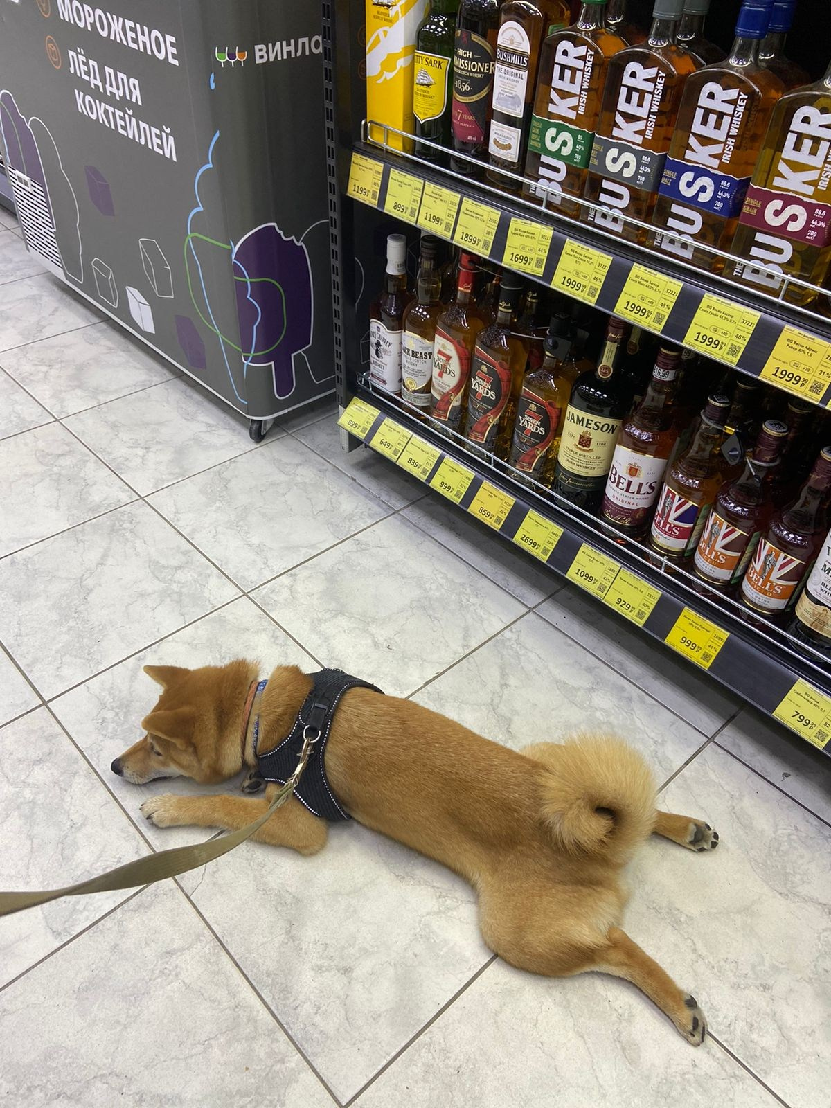 сиба питомник Рубилайт щенки на продажу rubylight  сиба щенки купить