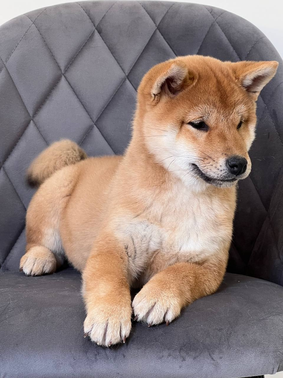 Сиба Rubylight Zoe питомник Рубилайт 