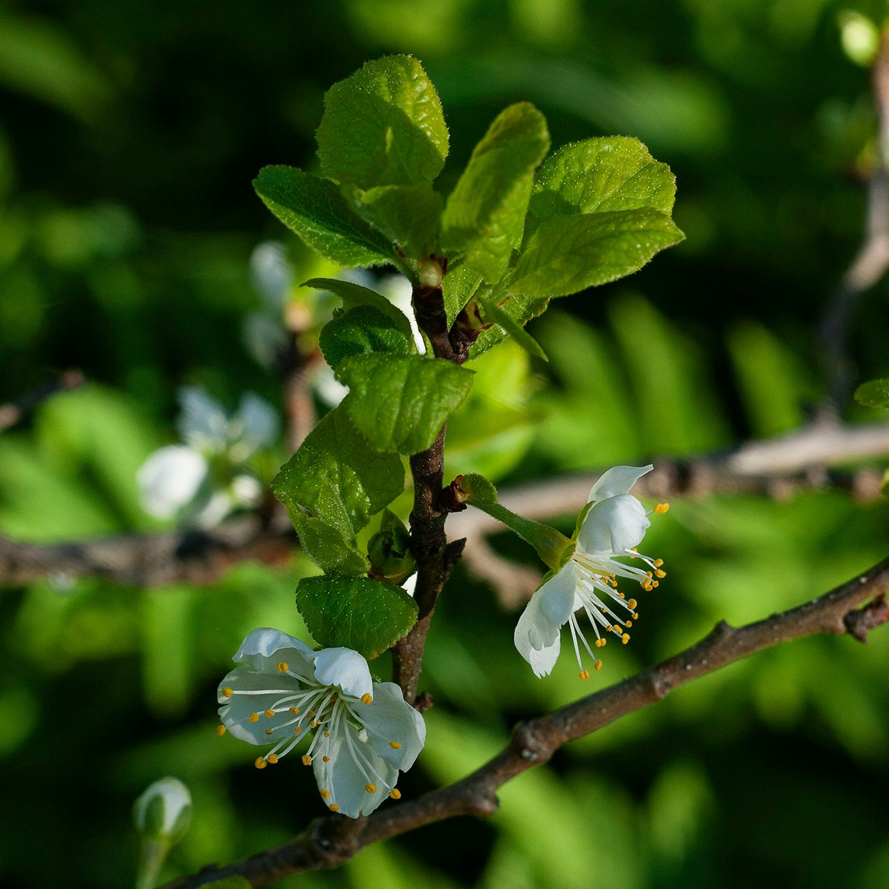 Деревья. Природа севера