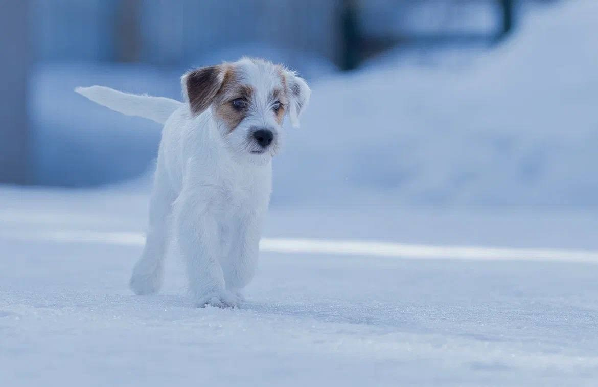 Сука 2. Lovely-Orange питомник джек рассел терьеров