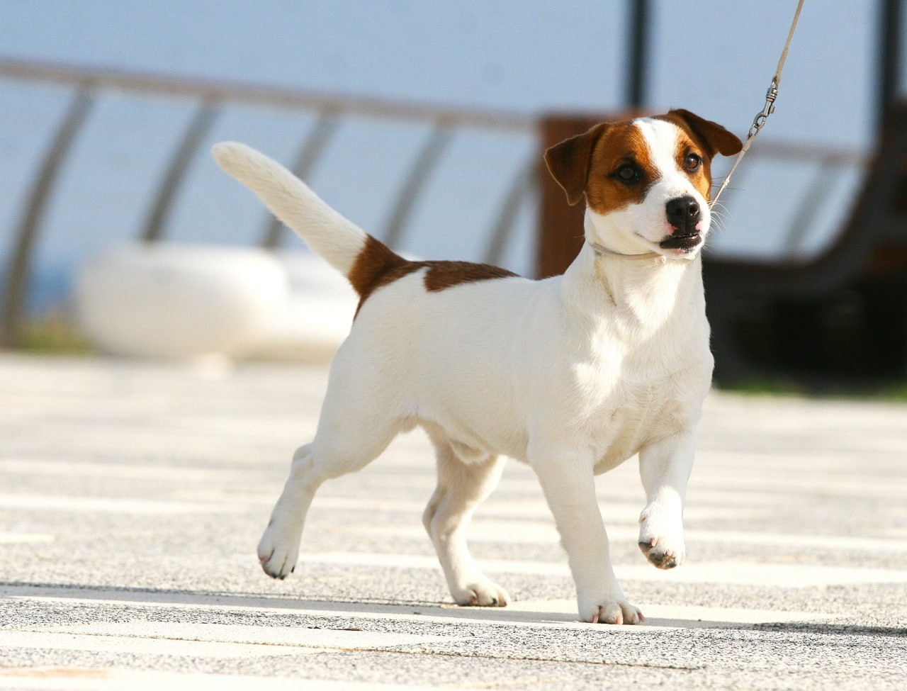 VOLNA STAR LAGERFELD LEGENDS. Lovely-Orange питомник джек рассел терьеров