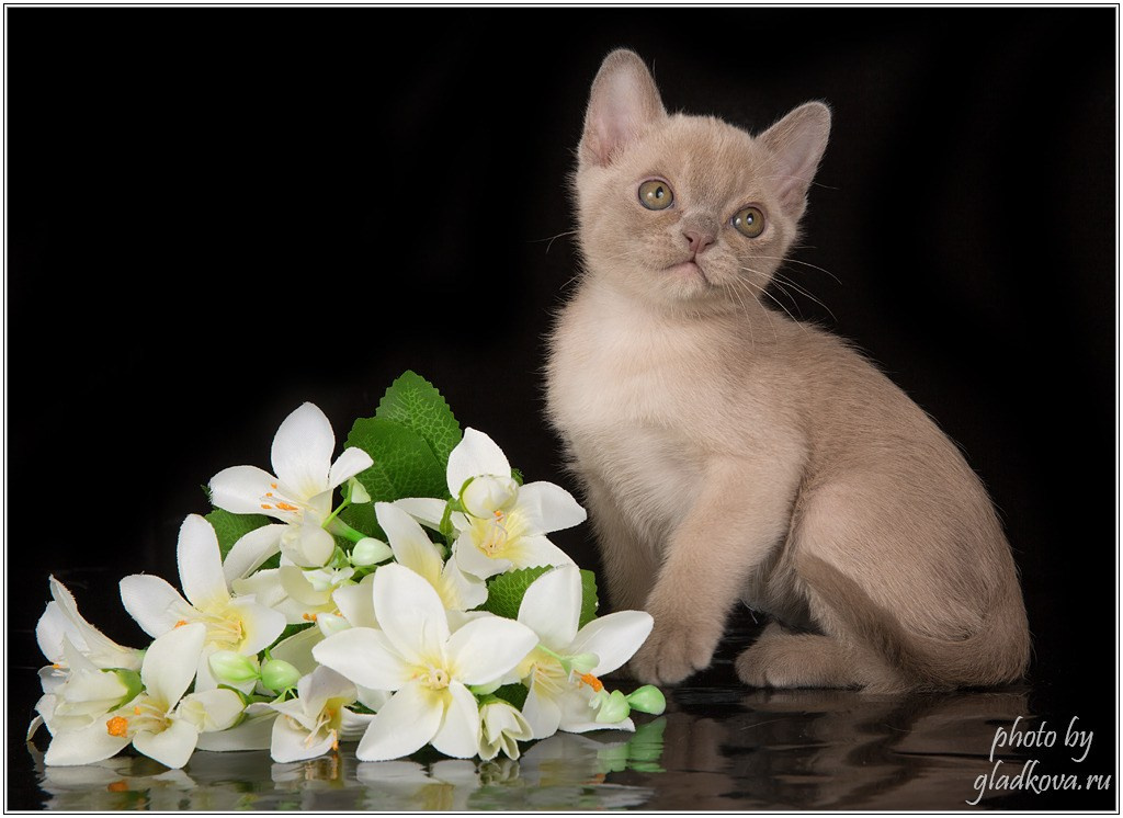 Котёнок американской бурмы. Las Burmas — питомник американской бурмы традиционных линий