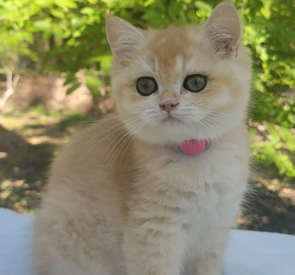 Miki, female, DB 06.14.24, sold. British shorhair Cats