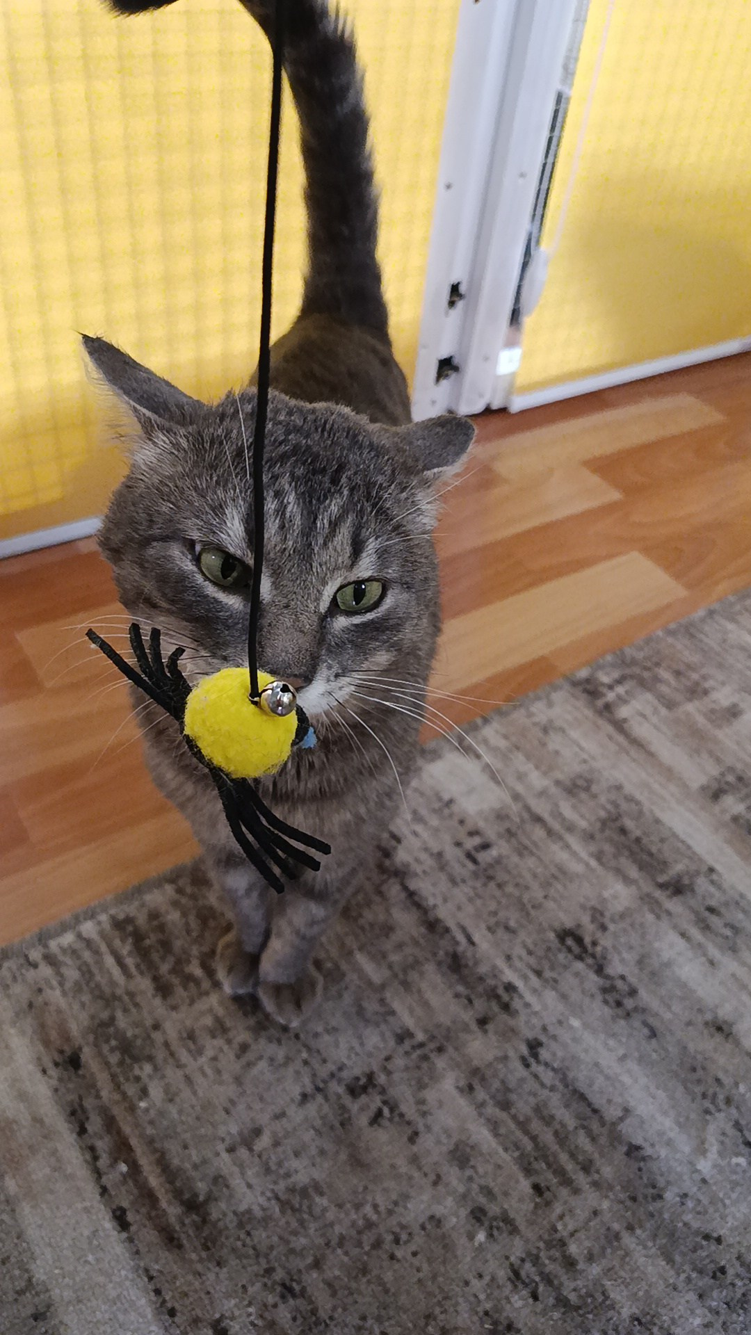 Гостиница для кошек Усики и хвостики, Красноярск