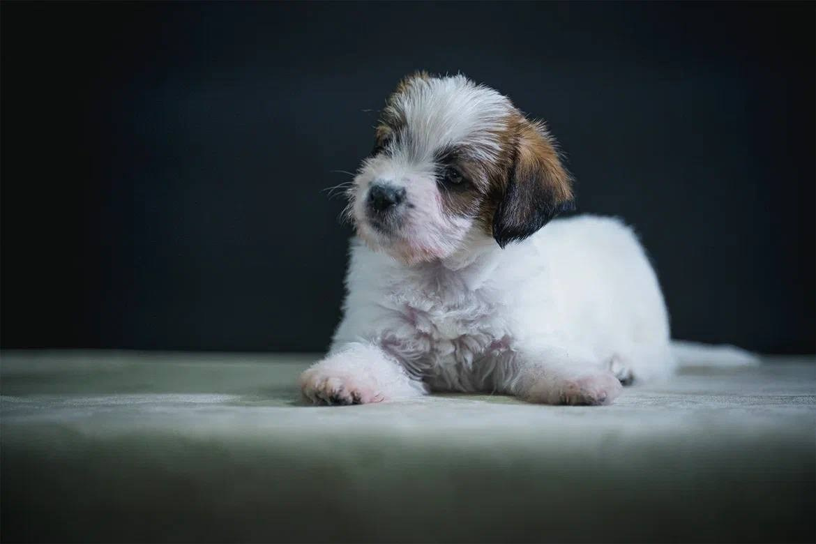 Кобель 1. Lovely-Orange питомник джек рассел терьеров