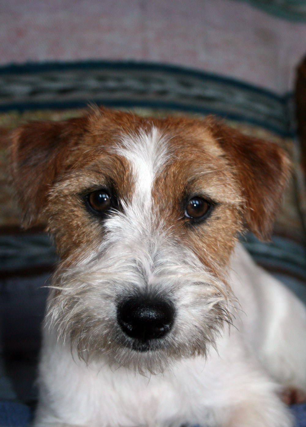 LOVELY-ORANGE X CHECK AND MATE. Lovely-Orange питомник джек рассел терьеров