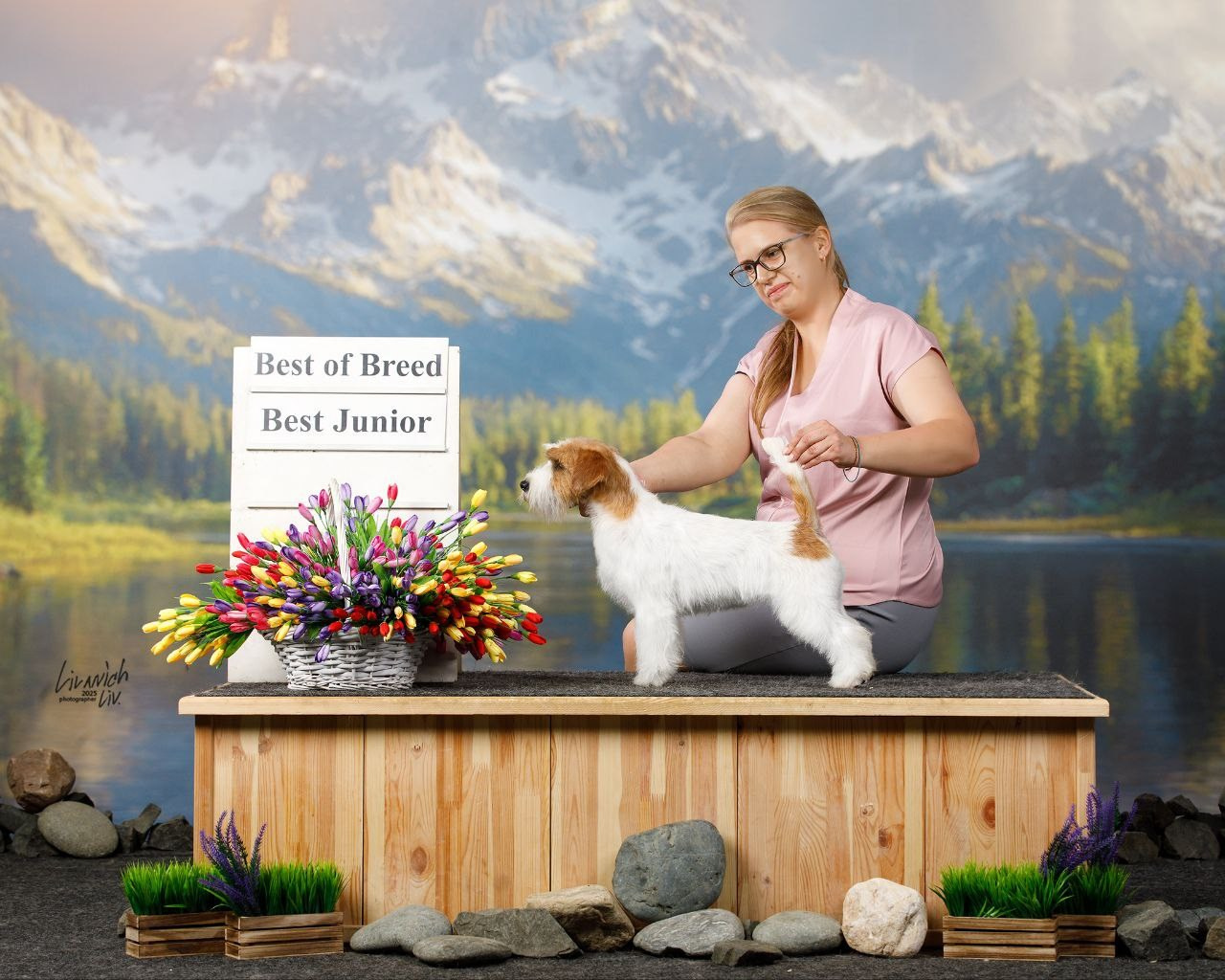 Lovely-Orange Mango Twice. Lovely-Orange питомник джек рассел терьеров