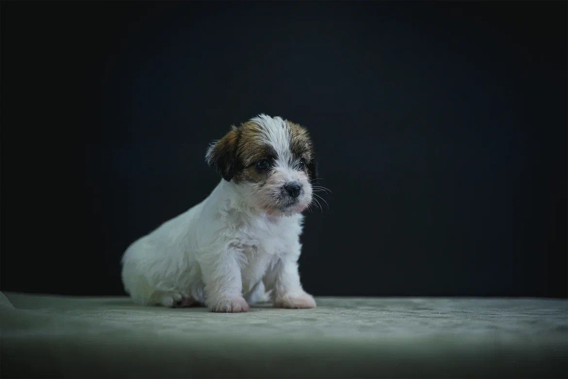 Сука 3. Lovely-Orange питомник джек рассел терьеров