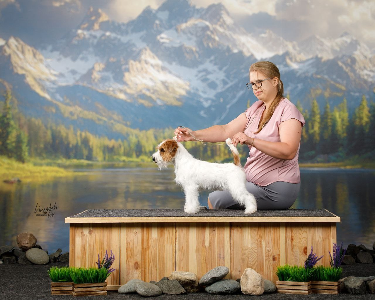 Chandlimore Family Affair. Lovely-Orange питомник джек рассел терьеров