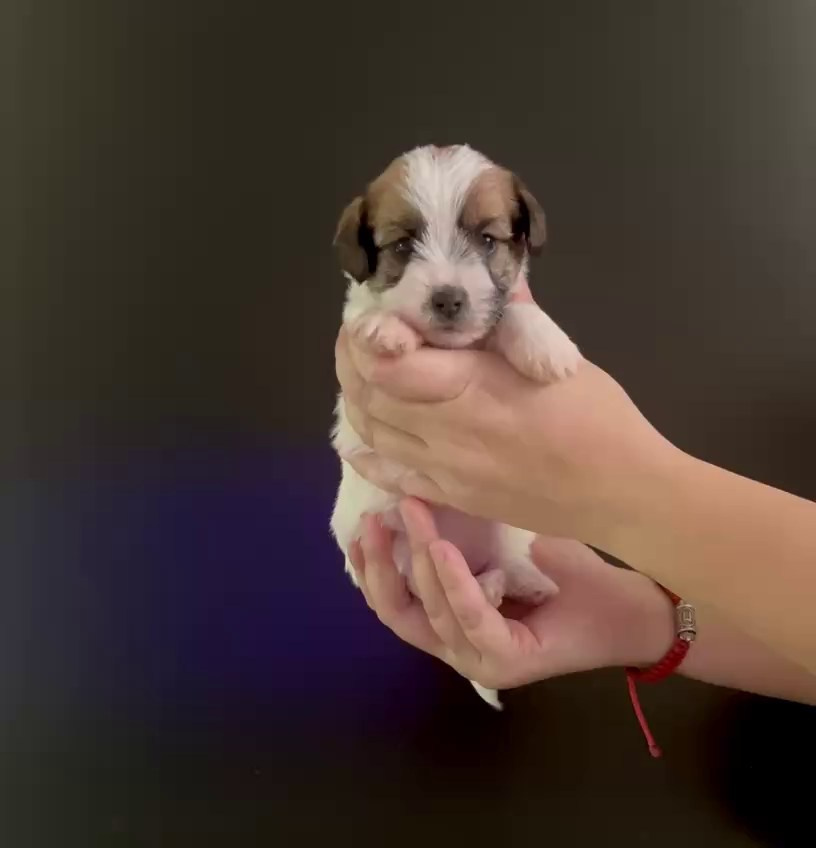 LITTER «M» 11.12.2025. Lovely Orange kennel Jack Russell Terrier FCI/RKF