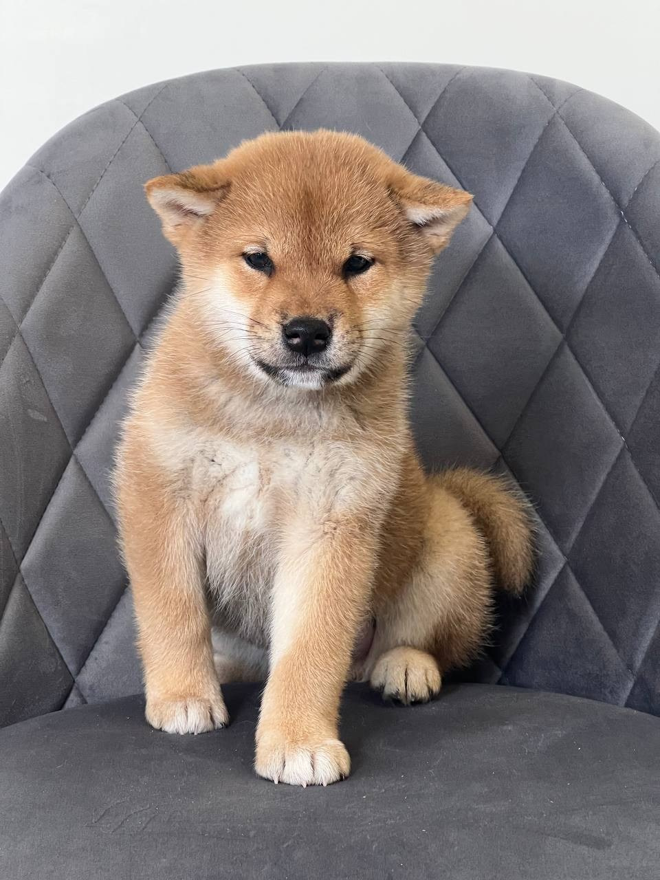 сиба питомник Рубилайт щенки на продажу rubylight  сиба щенки купить СПб Санкт-Петербург 