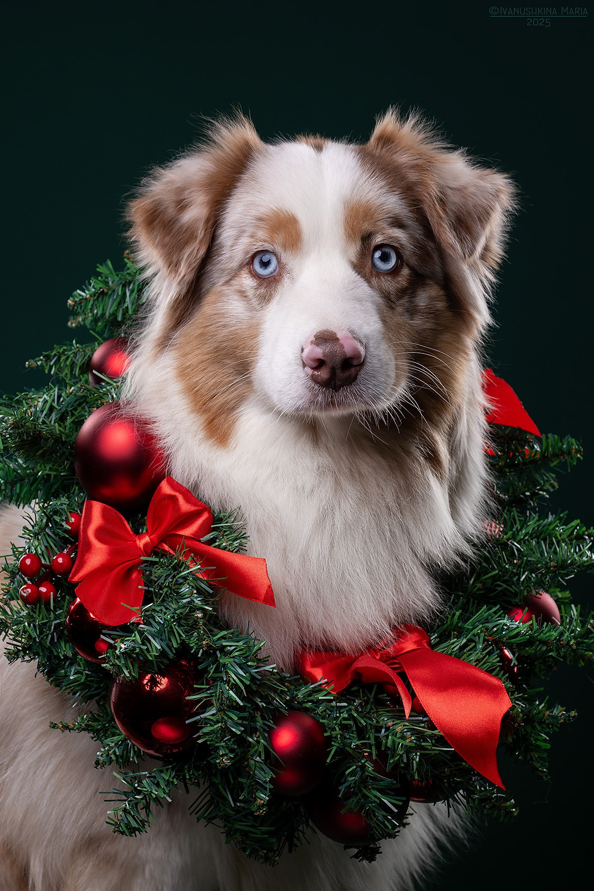 Фотосессия собаки в студии. Фотограф собак в Москве и Московской области Иванушкина Мария