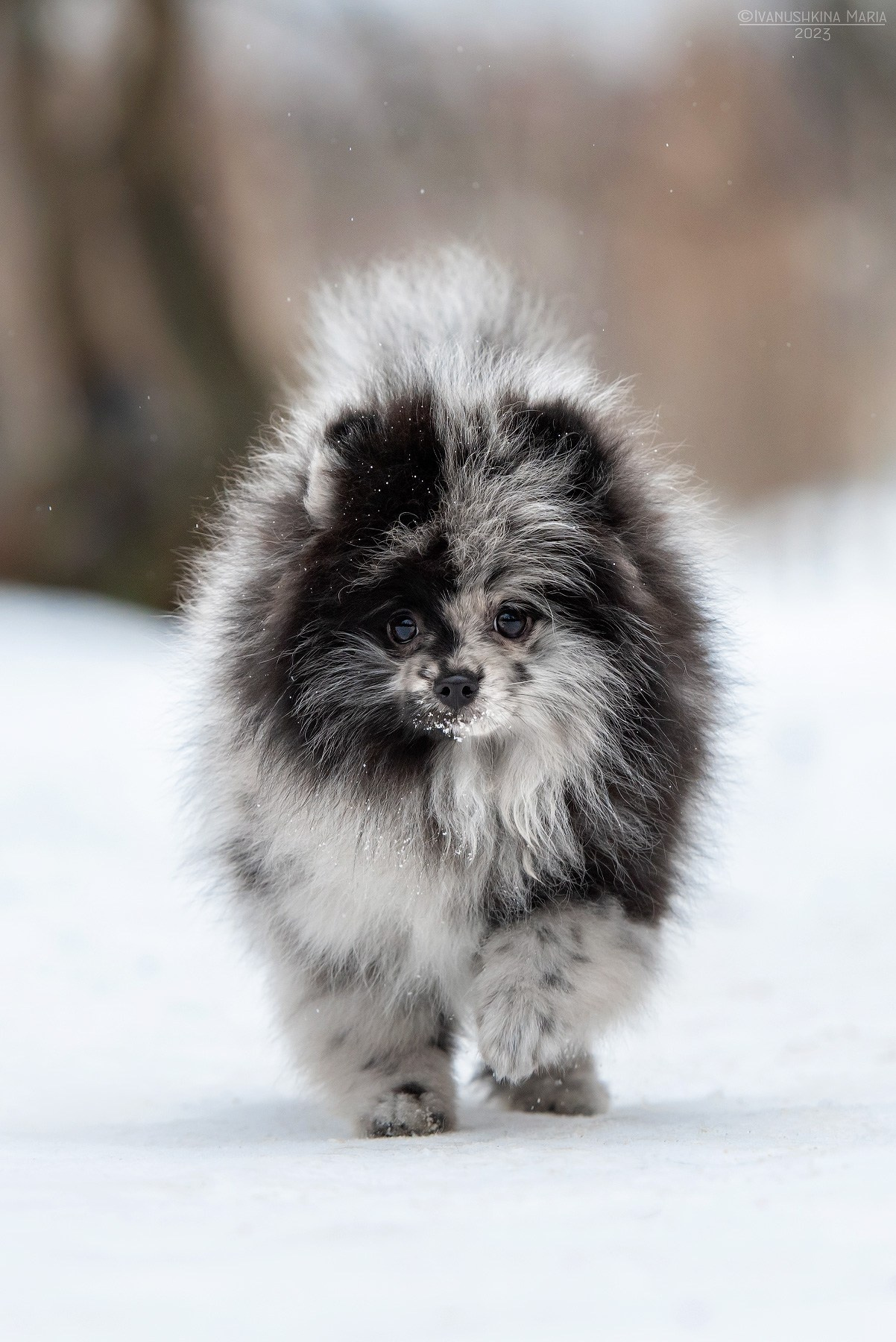 Фотосессия щенков на продажу. Фотограф собак в Москве и Московской области Иванушкина Мария