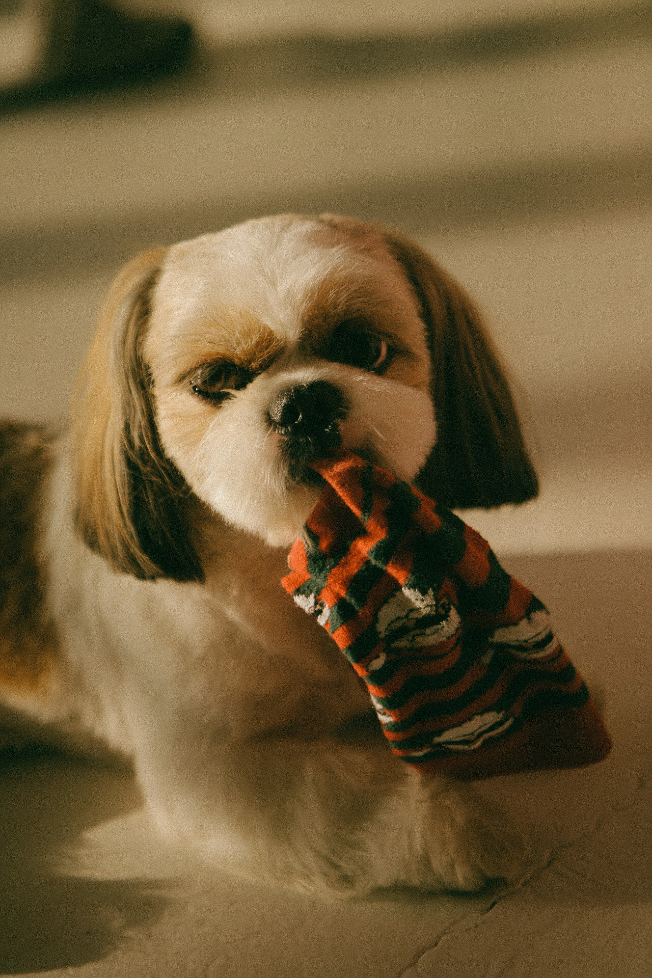 Саша, Настя и Боба. Фотограф Нижний Новгород