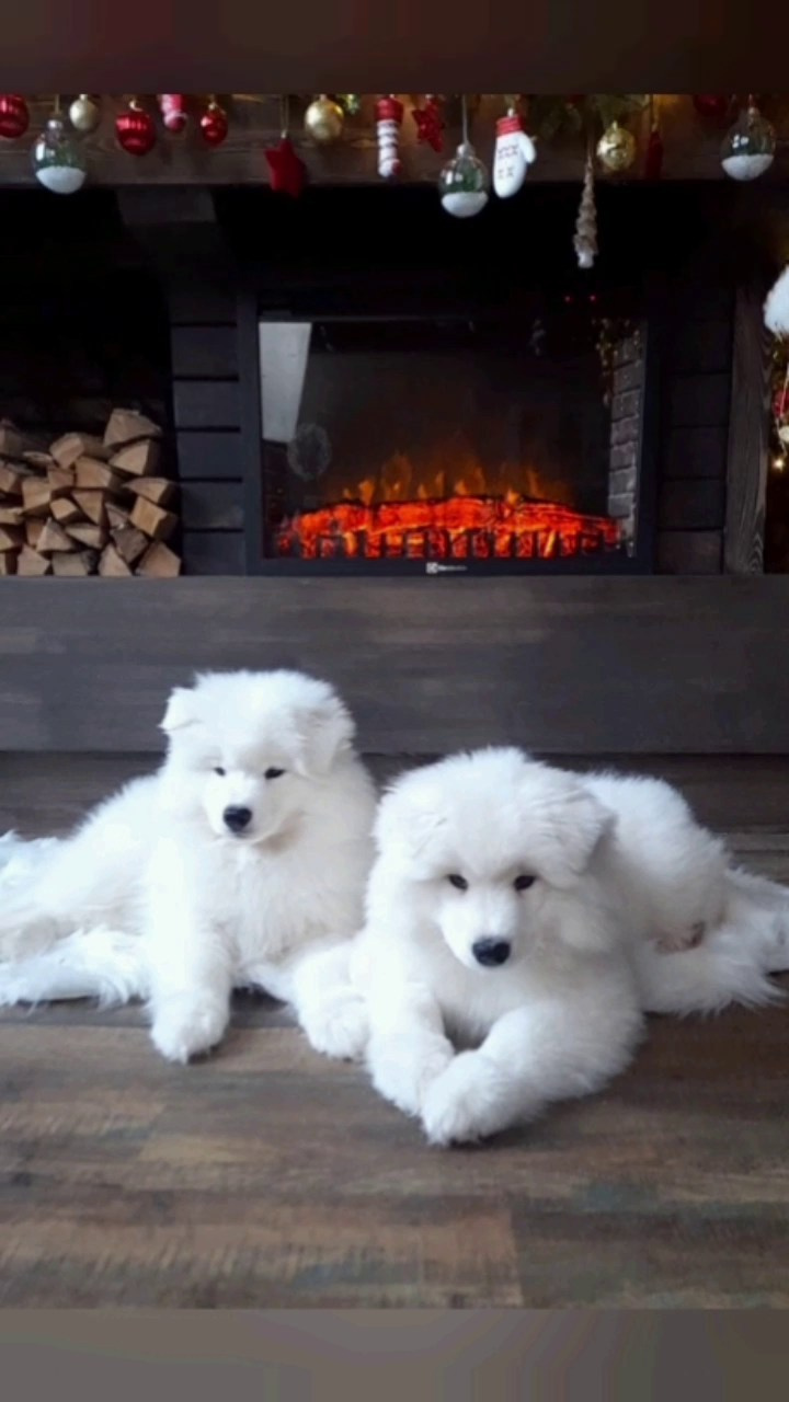 Помет «Р» 04.10.2023 д. р. Самоед Новосибирск