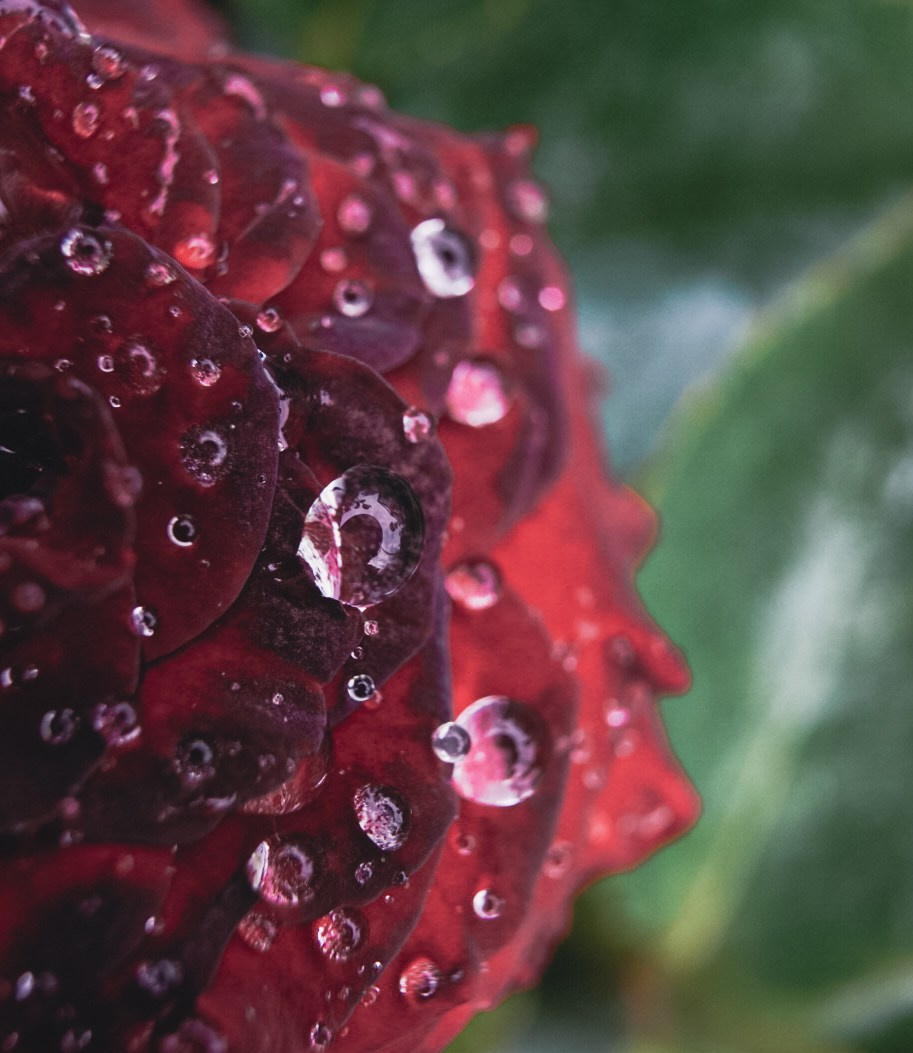 Вкусная еда, красивые натюрморты и природа. Предметный фотограф Санкт-Петербург