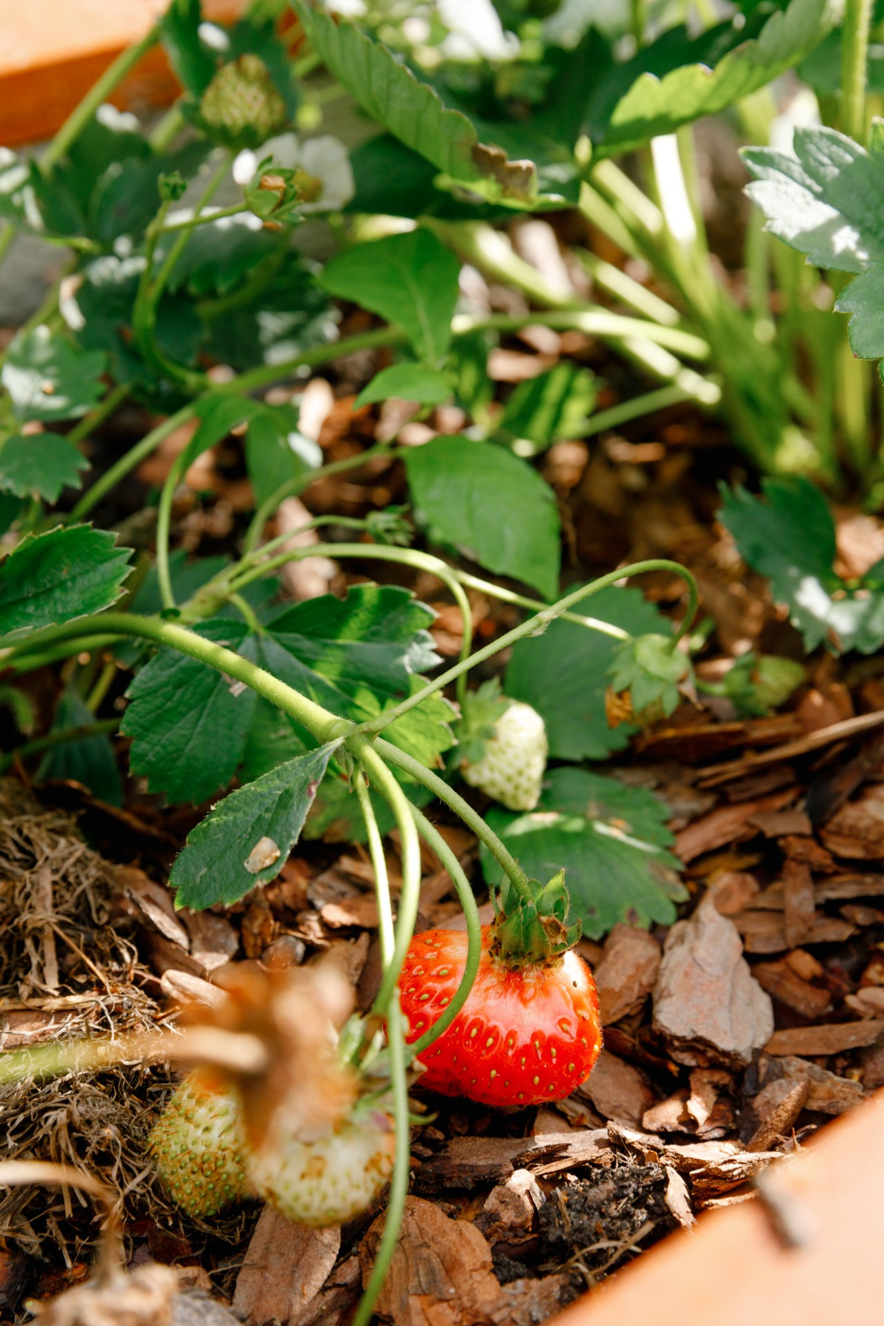 Загородный дом. Ландшафтный дизайн. Репортажный фотограф в Санкт-Петербурге Жолудев Владислав