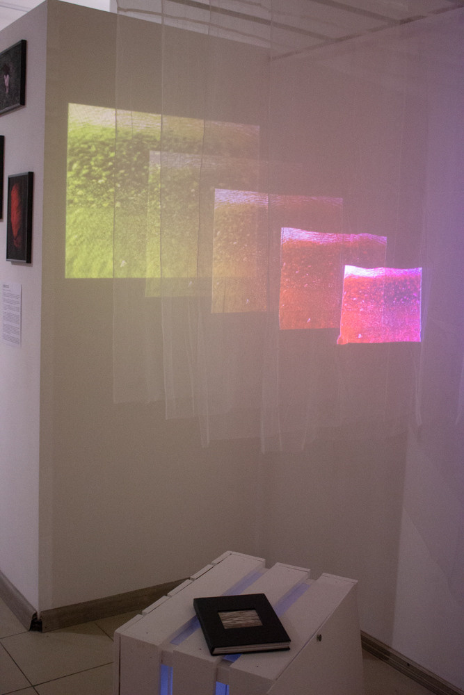 Семейный портрет. Ася Бобрицкая — мультидисциплинарый художник