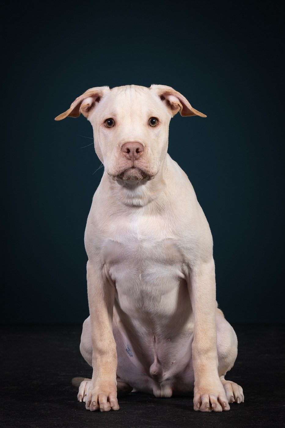 Небольшой отчёт о том, как прошли студиные фото дни. Фотограф-анималист Natalia Deingel | Фотосъемка собак в Москве