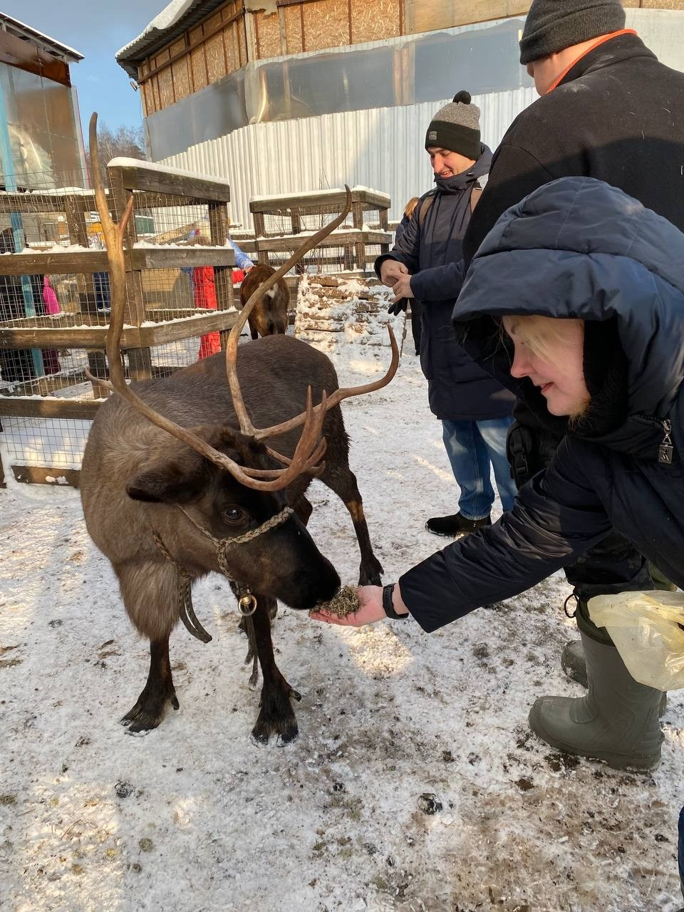 В гости к северным оленям | 02.12.2023. Галерея Фантим