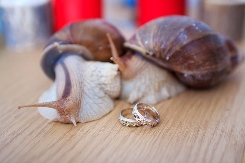 СВАДЕБНОЕ. Фотограф Сонкина Татьяна