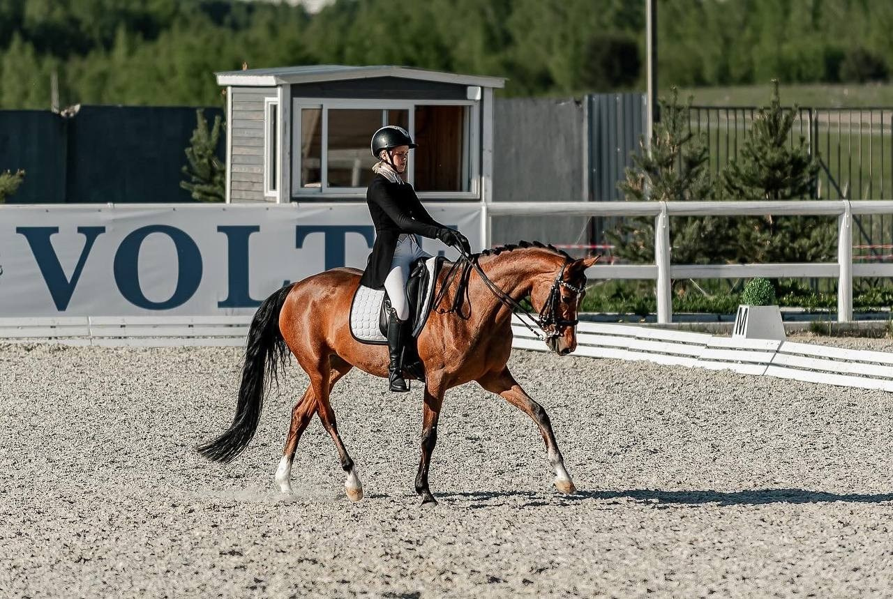 ППЮ ВСЕРОССИЙСКИХ СОРЕВНОВАНИЙ ПО ВЫЕЗДКЕ «LA TULIPS». Конный фотограф Куракина Дарья • Фотосессии с лошадьми