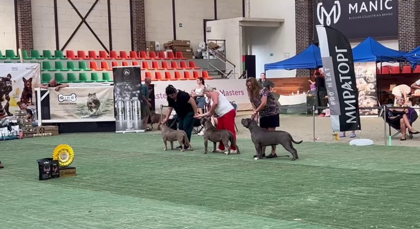 Участие в выставках. Американские булли XL в г. Калининград. Питомник Great Bully UNIVERSE