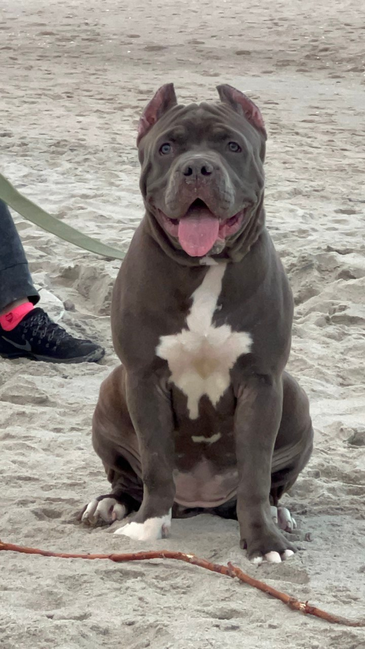 Hunter&Queenie, 13.01.25. Американские булли XL в г. Калининград. Питомник Great Bully UNIVERSE