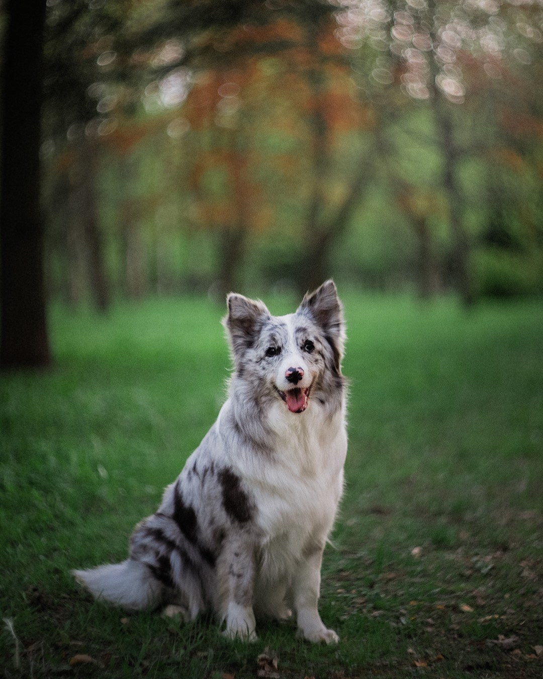 Света, Катрин, Умка. Фотограф анималист в Москве и Санкт-Петербурге Свиридова Анна