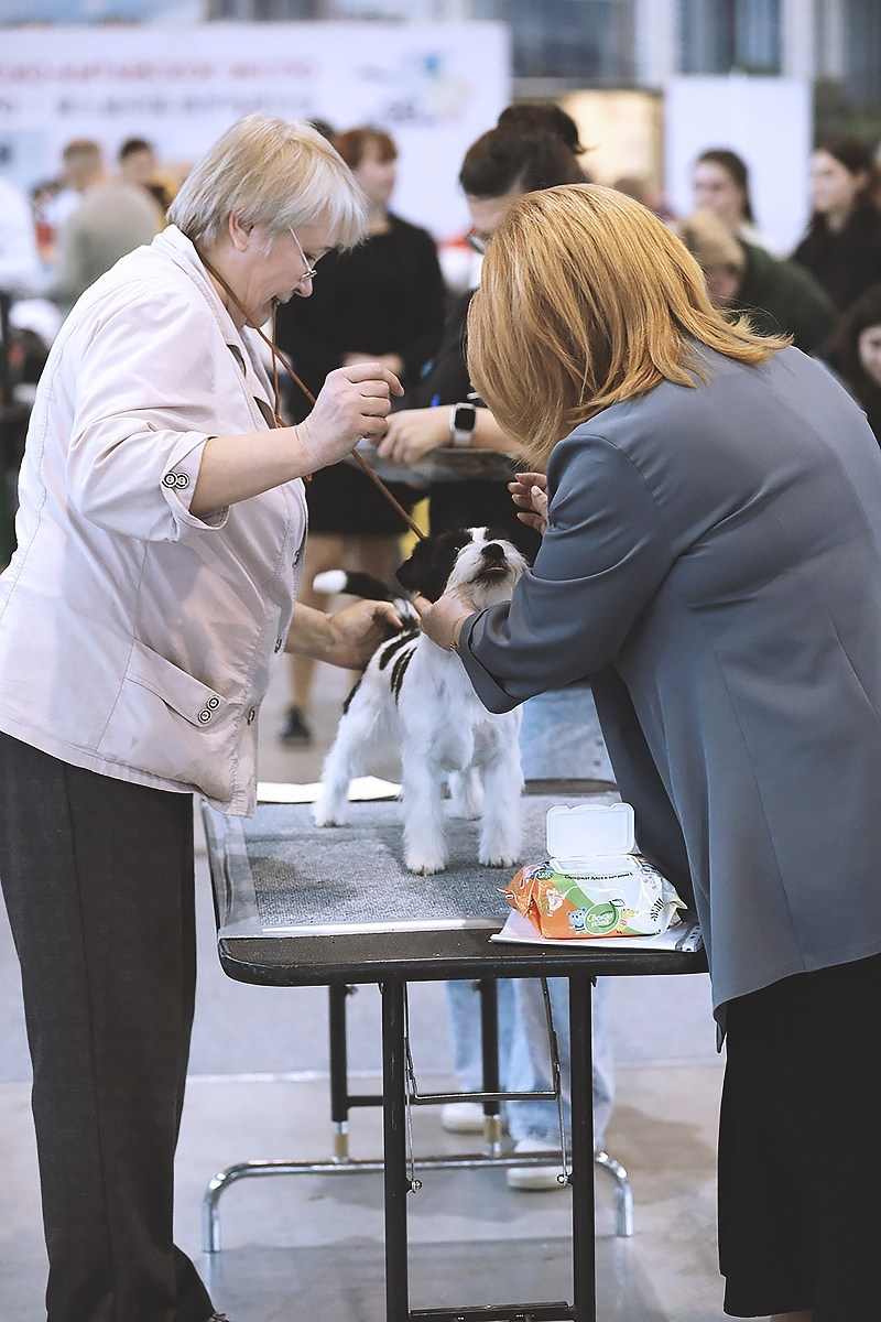 22-23.11.2025 Екатеринбург ЧРКФ/ОС. Щенки джек рассел терьера, питомник РКФ, питомник джек рассел терьеров, питомник Порт Фортис, kennel PORT FORTIS
