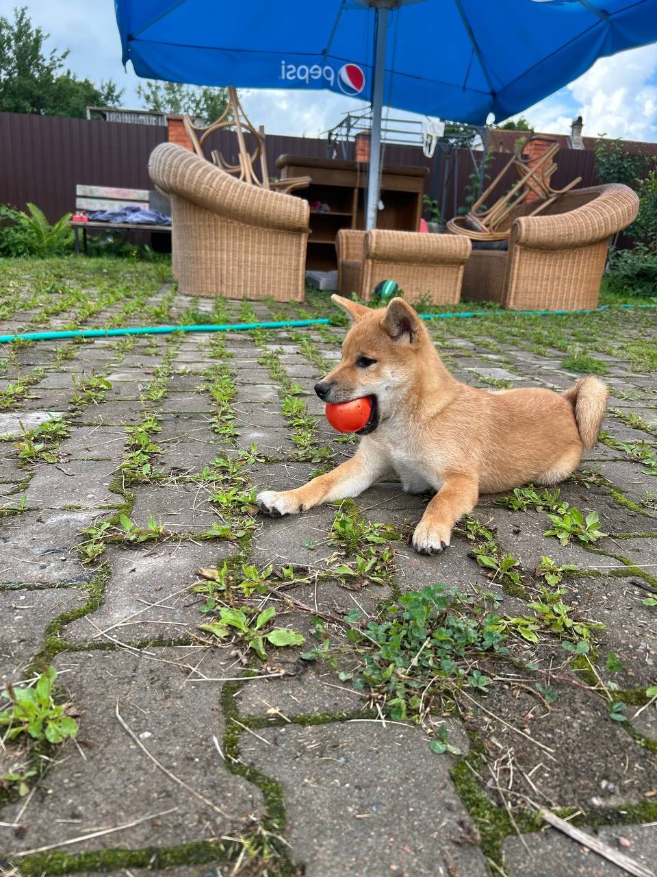 сиба питомник Рубилайт щенки на продажу rubylight  сиба щенки купить СПб Санкт-Петербург