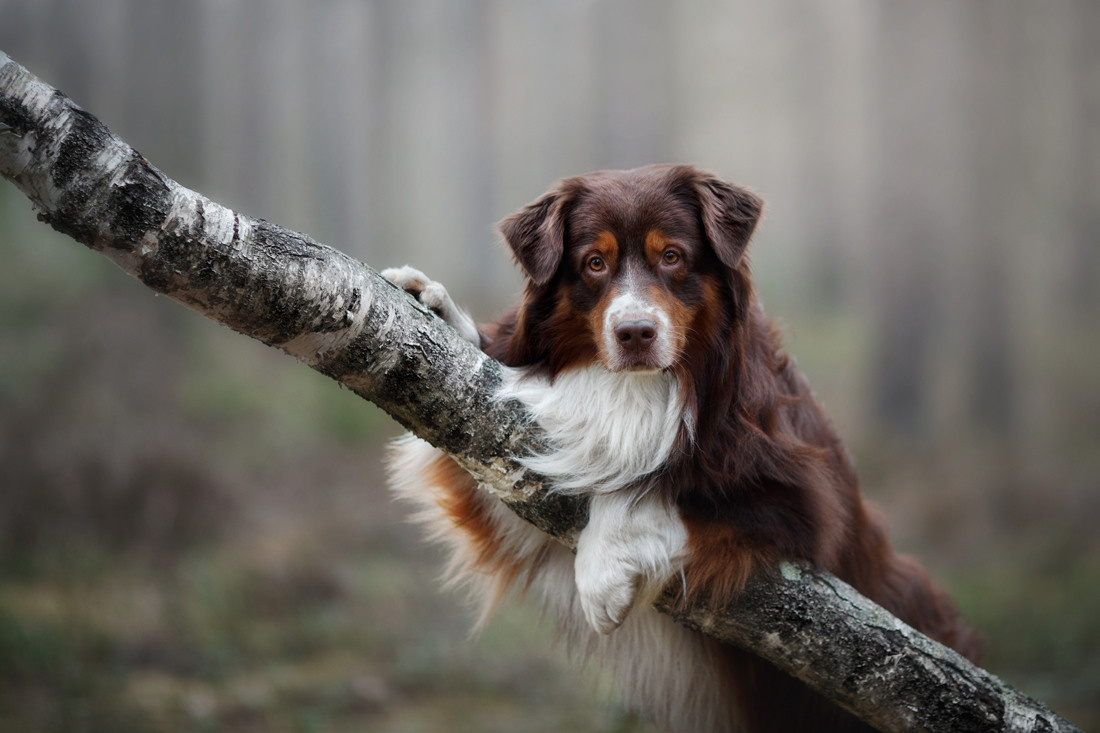 Профессиональная фотосъемка домашних животных в Санкт-Петербурге. Фото
